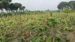 চুয়াডাঙ্গায় ঝড়ে ৮ হেক্টর জমির ফসল ক্ষতিগ্রস্ত