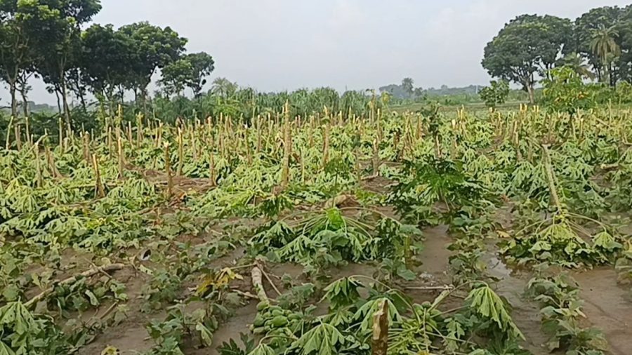 চুয়াডাঙ্গায় ঝড়ে ৮ হেক্টর জমির ফসল ক্ষতিগ্রস্ত