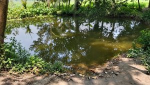সাতক্ষীরার কলারোয়ায় পানিতে ডুবে দুই সহোদর শিশুর মৃত্যু